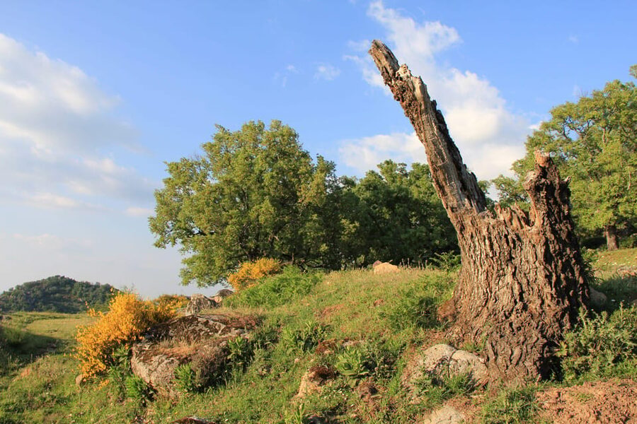 Gredos: Guided Hike in the Vettón Forest - A guide who explains rather than rushes