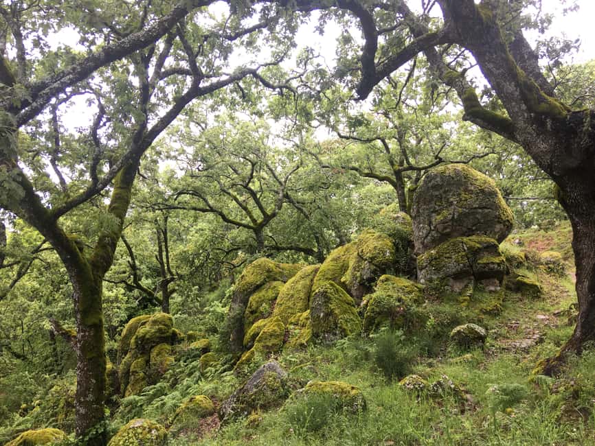Gredos: Guided Hike in the Vettón Forest - What the two-hour route gives you