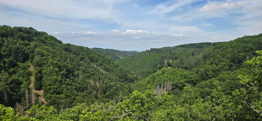 Guided hike on the "Hasenkammer" dream loop - Forest paths, meadows, and two stream crossings