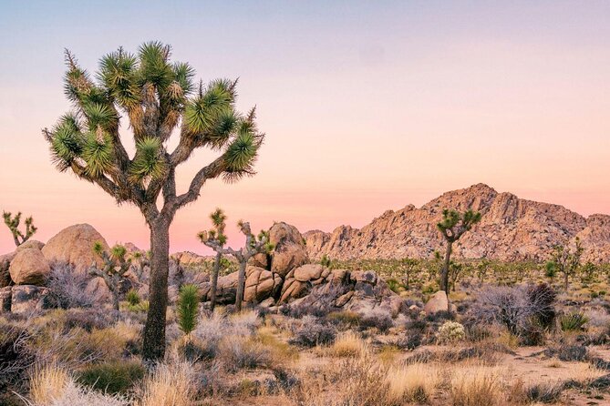 Half-Day Guided Hike in Joshua Tree National Park - Key points to know before you book