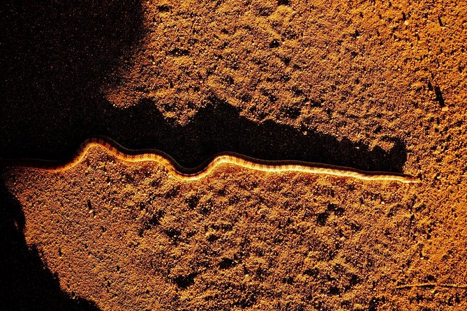 Half-Day Guided Hike in Joshua Tree National Park - A half-day built around your interests
