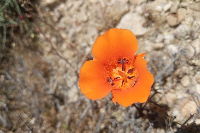 Half-Day Guided Hike in Joshua Tree National Park - Reading the desert plants and animals