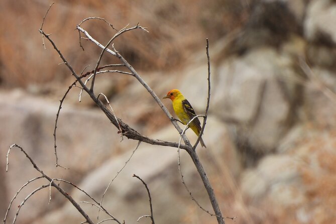Half-Day Guided Hike in Joshua Tree National Park - Morning or afternoon: choose with care