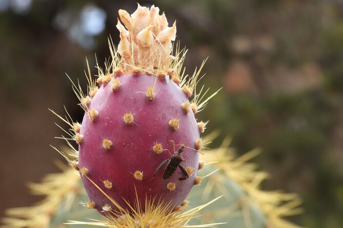 Half-Day Guided Hike in Joshua Tree National Park - Meeting near Joshua Tree, not in Palm Springs