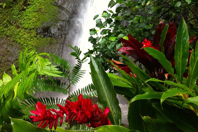 Half-Day Guided Hike to Afareaitu Waterfall - What makes the guides part of the experience