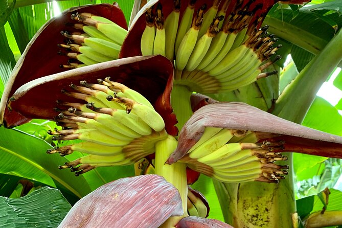 Half-Day Guided Hike to Afareaitu Waterfall - The garden tasting beside the river