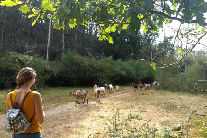 Half-day Hike & Picnic with Dog Love in Porto's Mountains - Why this works after a few days in Porto