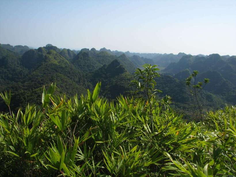 Half Day Hiking to Cat Ba National Park with a Guide - Hiking to Ngu Lam Peak through Cat Ba’s forest