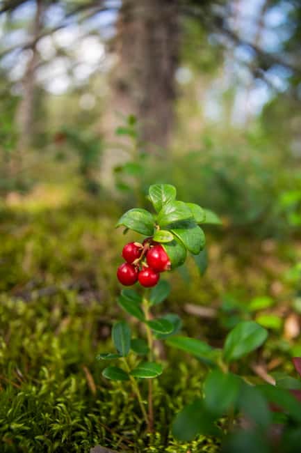 Helsinki: Nuuksio National park hiking with campfire lunch - Should you book the Nuuksio hike?