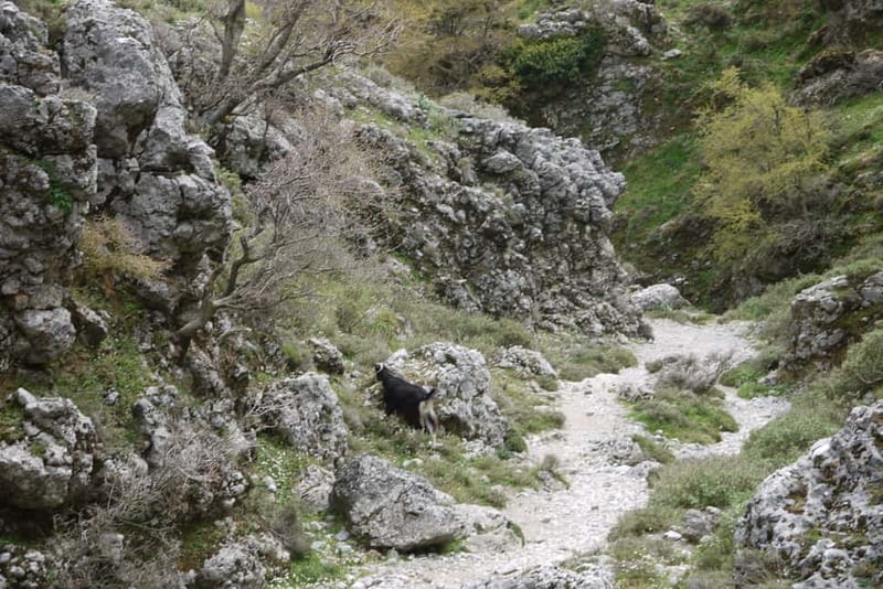 Heraklion Crete: Imbros Gorge Hike - Walking through Imbros Gorge