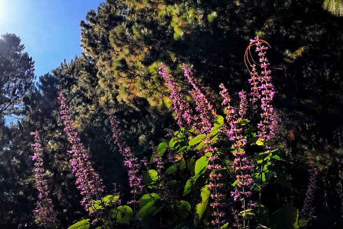 Hiking in the Sierra Norte of Oaxaca - Luis Fernando as your guide