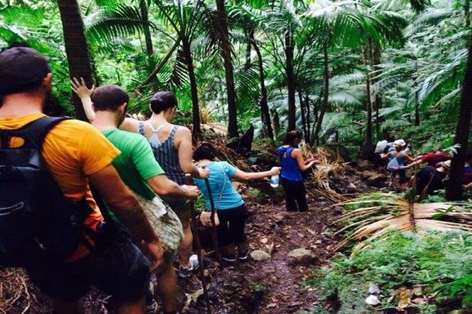 Hiking Mount Liamuiga Volcano in St Kitts - Key points to know before you book