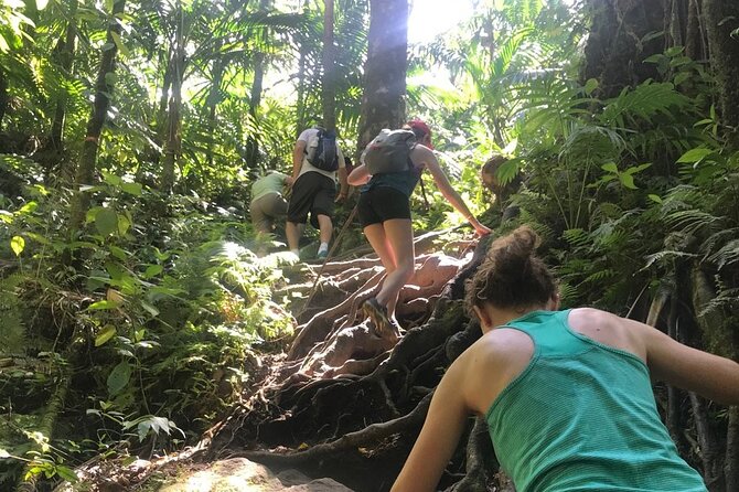 Hiking Mount Liamuiga Volcano in St Kitts - The cloud forest and the rough upper trail