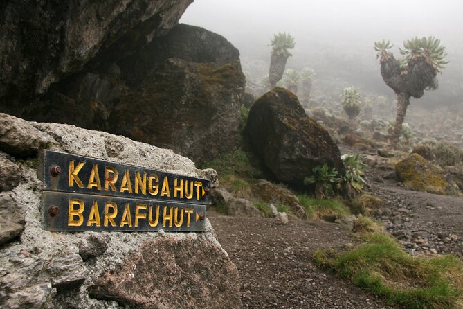 Hiking Mt Kilimanjaro 8 days, the most scenic route up Kili - Day 5: The Barranco Wall and a short day at Karanga
