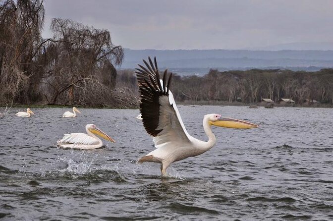 Hiking Trip to Mount Longonot National Park & Lake Naivasha - Key points to know before you book