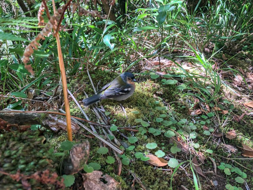 Hiking Trip with a Local - What the guide adds to the walk