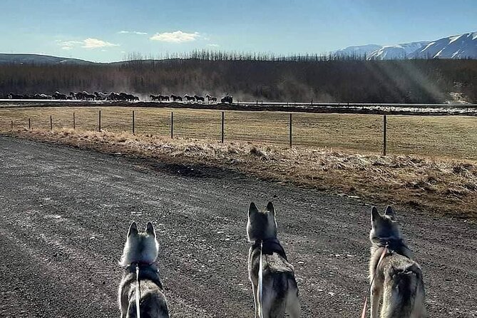 Hiking with Husky in Akureyri (private) - Meeting the Husky Pack Outside Akureyri