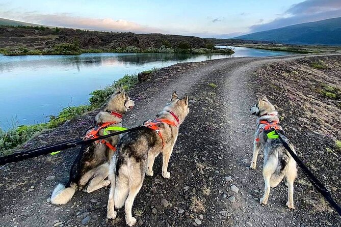 Hiking with Husky in Akureyri (private) - A Guided Walk With One of the Dogs