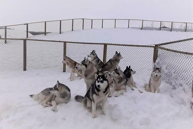 Hiking with Husky in Akureyri (private) - Why the Private Format Matters