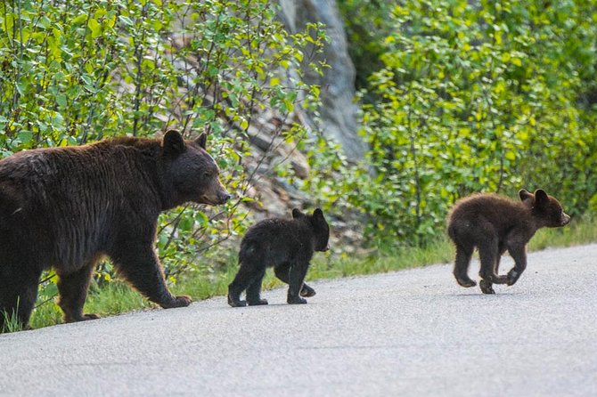 Jasper Wildlife and Sightseeing Tour with Maligne Lake Hike - What the six-hour Jasper tour is really like