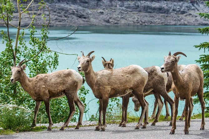 Jasper Wildlife and Sightseeing Tour with Maligne Lake Hike - Is the $81.90 price good value?
