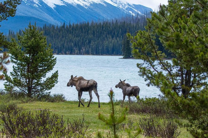 Jasper Wildlife and Sightseeing Tour with Maligne Lake Hike - Starting in Jasper and heading into Maligne Valley