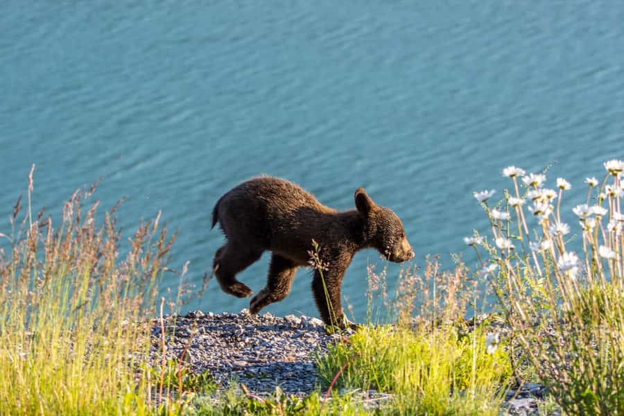 Jasper: Wildlife and Waterfalls Tour with Lakeshore Hike - Key points before you book
