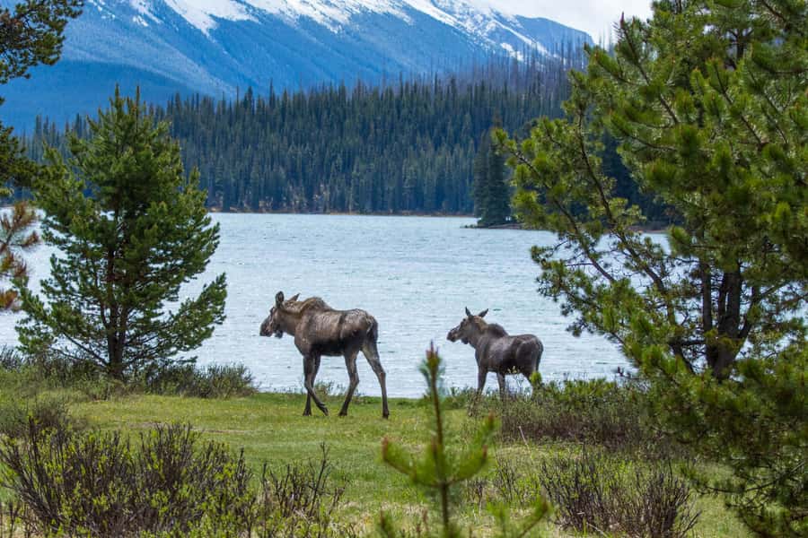 Jasper: Wildlife and Waterfalls Tour with Lakeshore Hike - A six-hour route into the Maligne Valley