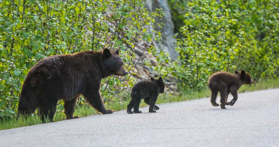 Jasper: Wildlife and Waterfalls Tour with Lakeshore Hike - The Maligne Lake walk, the heart of the day