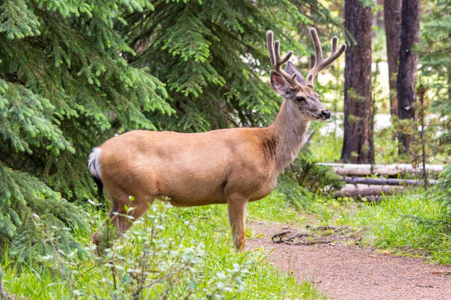 Jasper: Wildlife and Waterfalls Tour with Lakeshore Hike - Wildlife watching with a guide who knows where to look