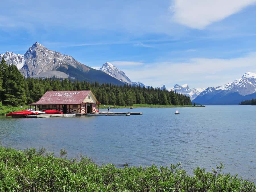 Jasper: Wildlife and Waterfalls Tour with Lakeshore Hike - Wildfire recovery adds difficult but useful context