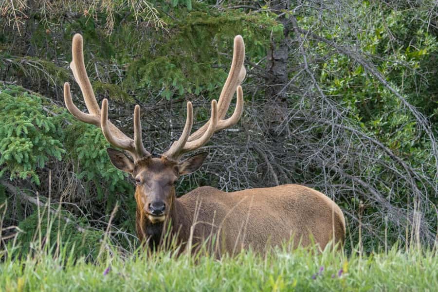 Jasper: Wildlife and Waterfalls Tour with Lakeshore Hike - Why the $77 price can be good value