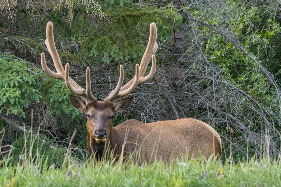 Jasper: Wildlife and Waterfalls Tour with Lakeshore Hike - Pickup details that can save you stress