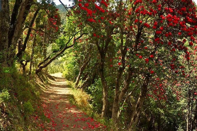 Kaflani Day Hike - Mussoorie - Why this small hike works near Mussoorie
