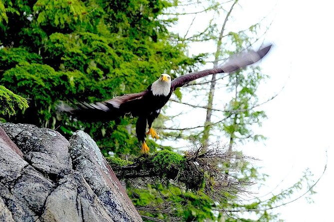 Ketchikan Electric Bike and Rain Forest Hike Ecotour - Wildlife: what you might actually see