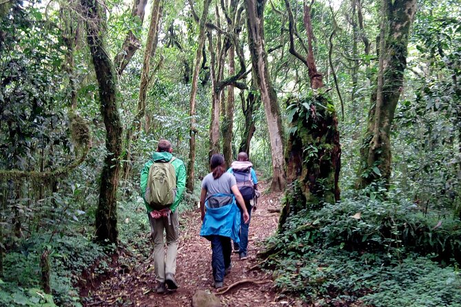Kilimanjaro 1 Day Hike - Who should book this day hike