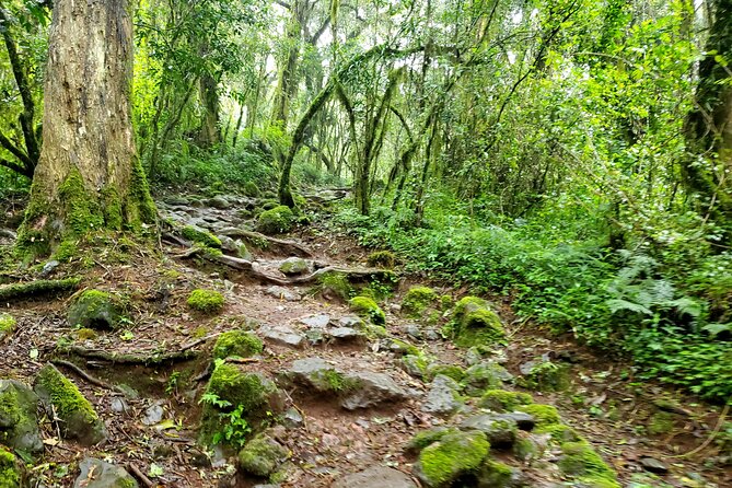 Kilimanjaro Private 2 Days Hiking Tour - Mandara Hut and the Maundi Crater choice