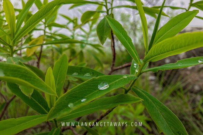 Knuckles Mountain Hiking - From Kandy into a quieter mountain world
