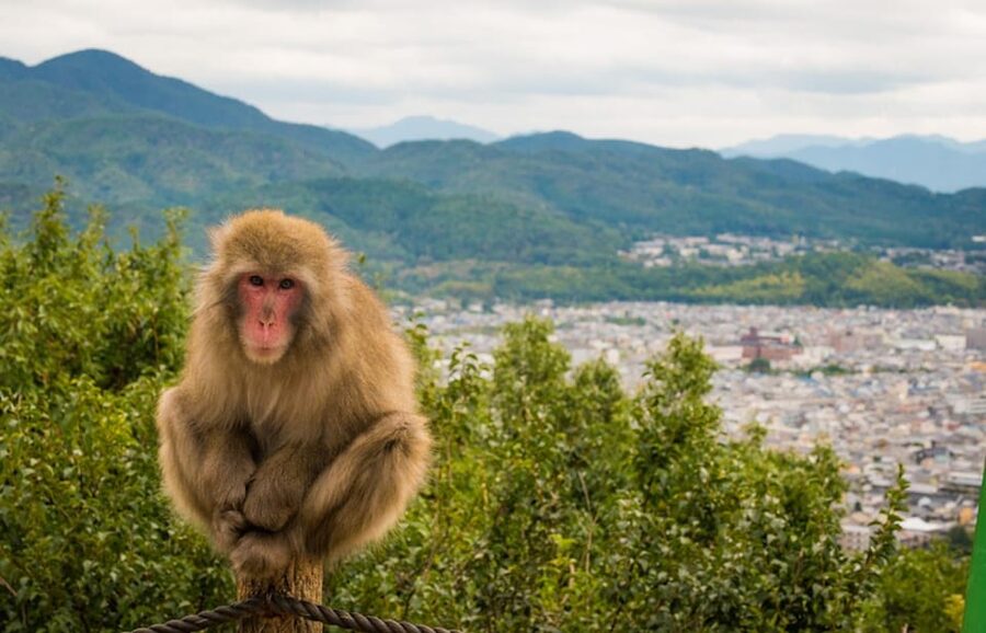 Kyoto: Arashiyama Bamboo Grove, Monkey Mountain Walking Tour - Should you book the Arashiyama and Monkey Mountain tour?