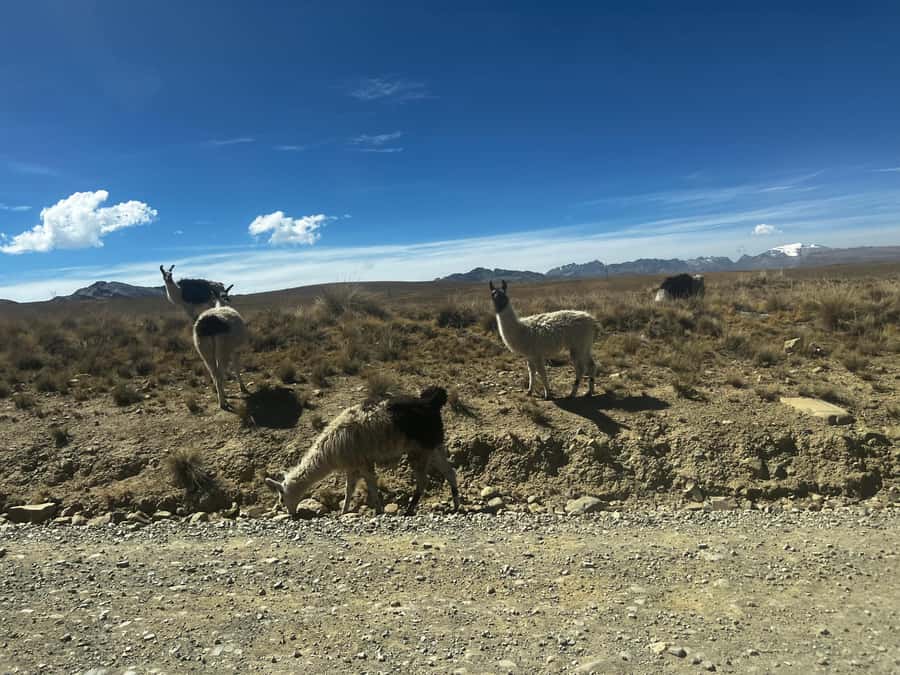 La Paz: Charquini Mountain Guided Hike - Milluni Cemetery and Laguna Milluni