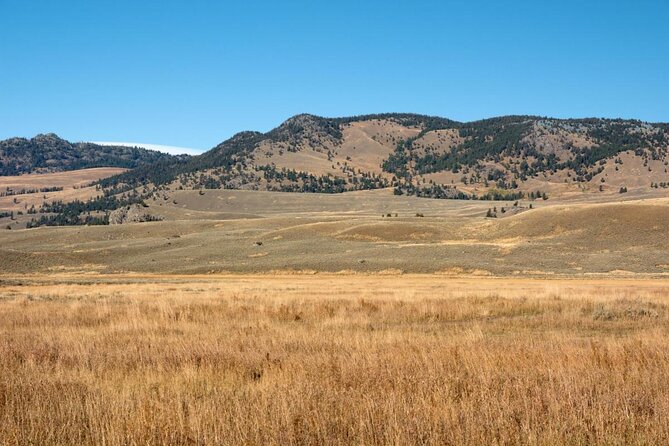 Lamar Valley Safari Hiking Tour with Lunch - Key points to know before you book