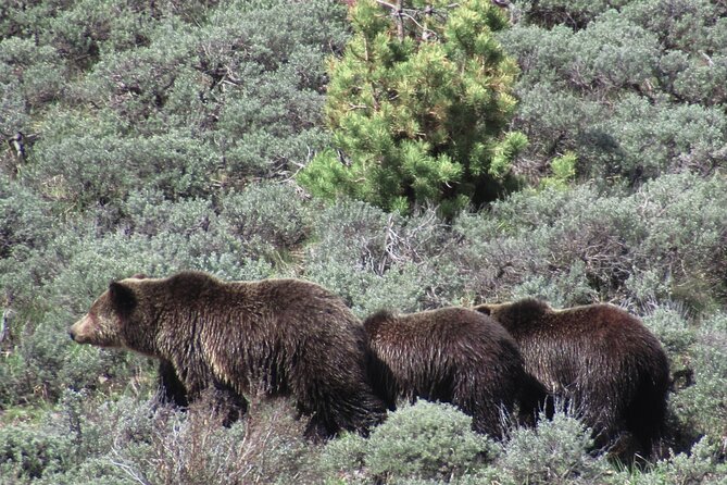 Lamar Valley Safari Hiking Tour with Lunch - Price, group size, and what you receive