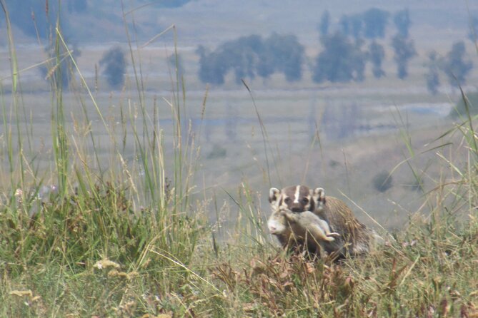 Lamar Valley Safari Hiking Tour with Lunch - Should you book the Lamar Valley Safari Hiking Tour?