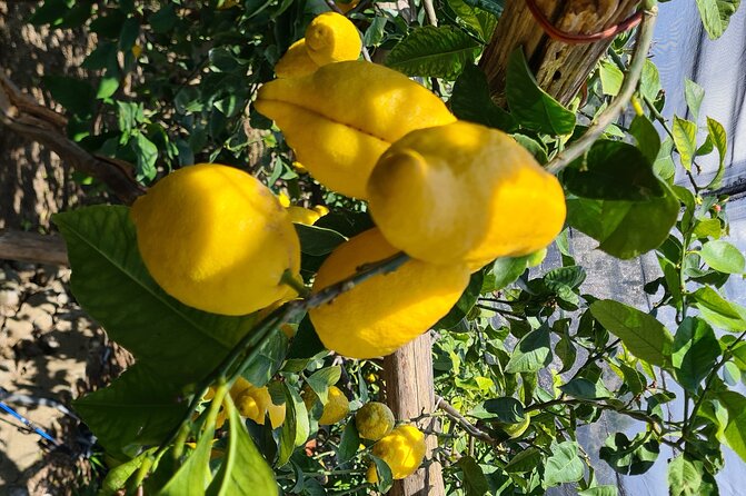 Lemon path hike - Amalfi coast - Key points at a glance