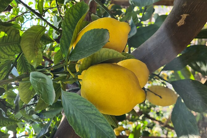 Lemon path hike - Amalfi coast - Maiori: a practical starting point with big views