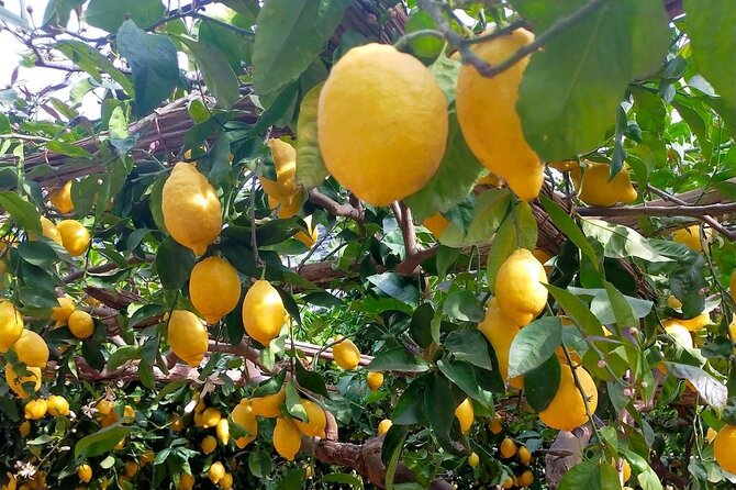 Lemon path hike - Amalfi coast - Why the guide matters