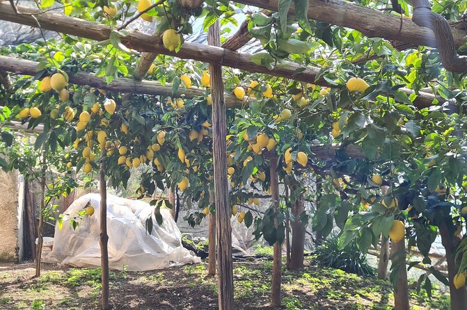 Lemon path hike - Amalfi coast - Minori and the lemon gardens