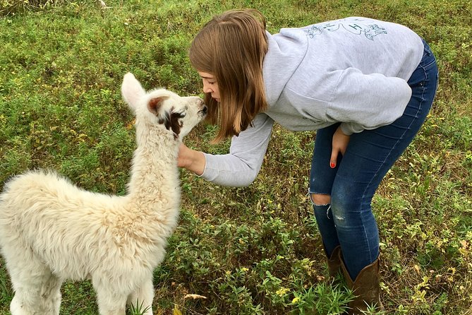 Llama/Alpaca Hike and Farm Tour - Meeting the animals at an 1850 Hudson Valley farm