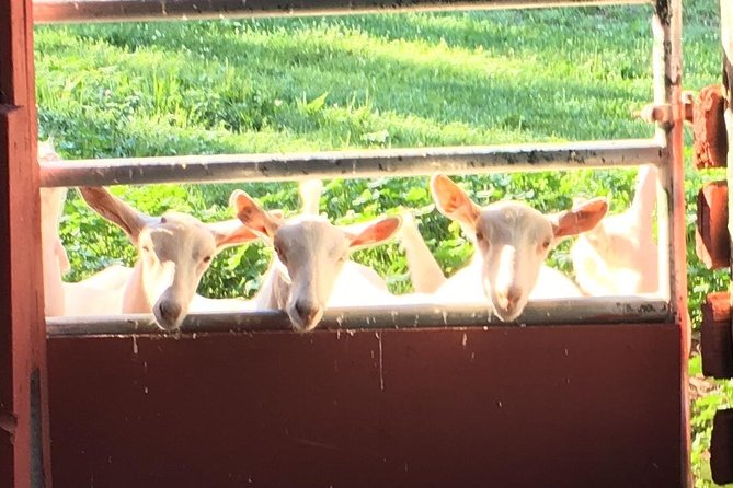 Llama/Alpaca Hike and Farm Tour - Guiding your animal through the farm