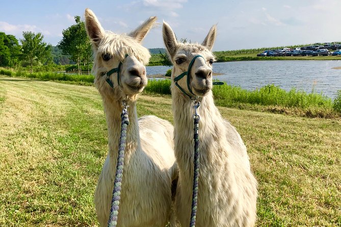 Llama/Alpaca Hike and Farm Tour - Price, timing, and what the $67 includes